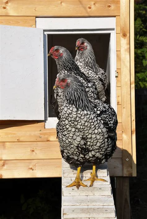 17 Black and White Chicken Breeds – Our Chanel Poultry List!